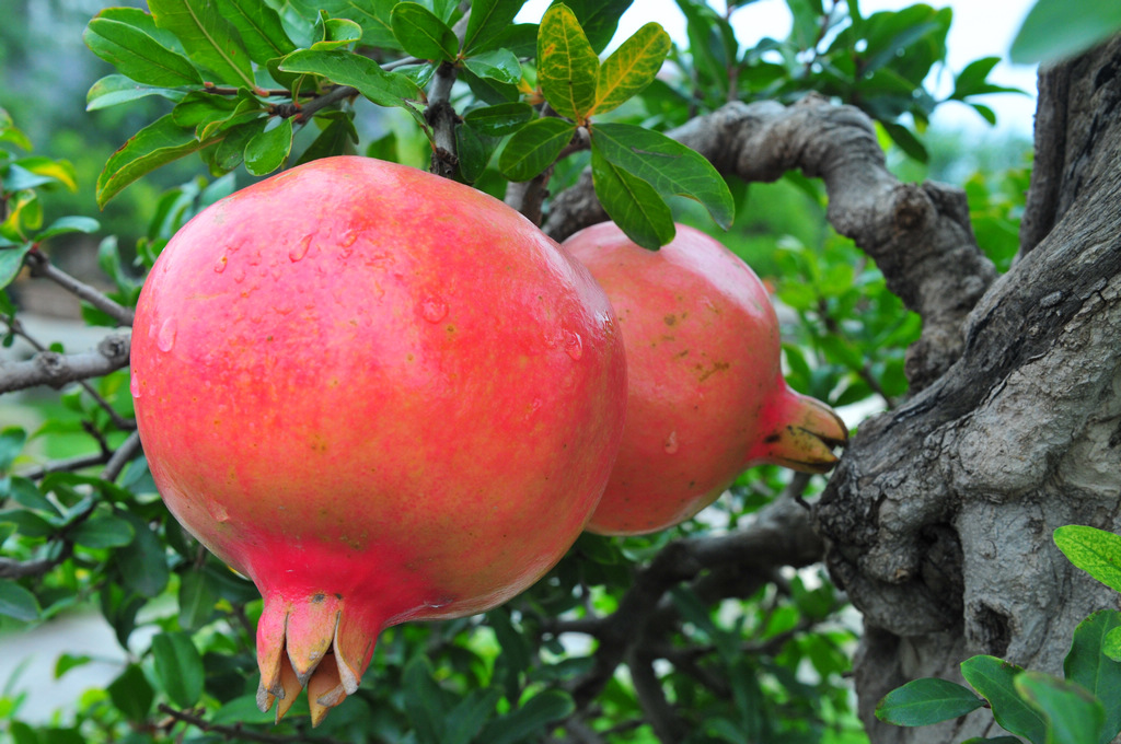 吃石榴上火吗 石榴籽能吃吗