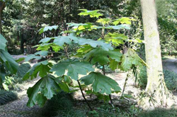 通利血脉 通草的功效与作用及禁忌介绍