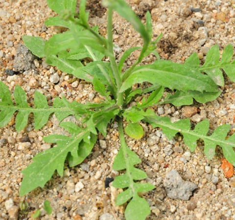 预防癌症 荠菜的功效与作用及吃法介绍