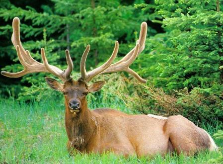 鹿茸的功效与作用 对心血管的作用起到很大帮助