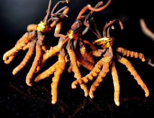 中国三大宝之冬虫夏草的功效你知道吗