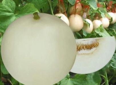 香瓜的功效与作用以及它的营养价值是什么