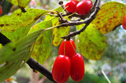 补虚敛汗 山茱萸的功效与作用及吃法介绍