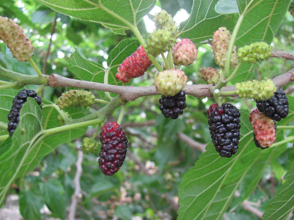 神奇的食物 白发变黑养生粥