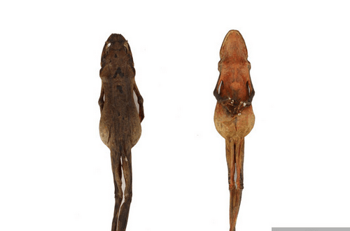 雪蛤是什么    能补肾益精养阴润肺