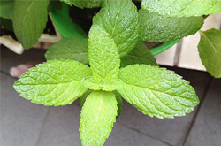 健胃祛风 薄荷叶的功效与作用及禁忌介绍