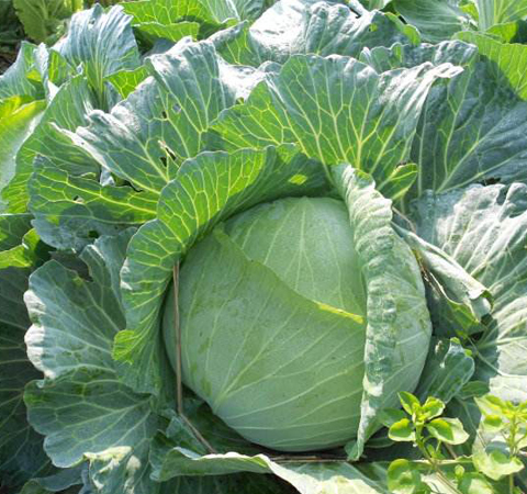 提高人体免疫力 包菜的营养价值和禁忌介绍