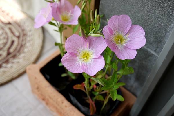 月见草油的功效 月见草泡水喝有什么禁忌