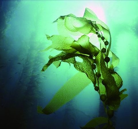 保护血管弹性 海藻的功效与作用及吃法介绍