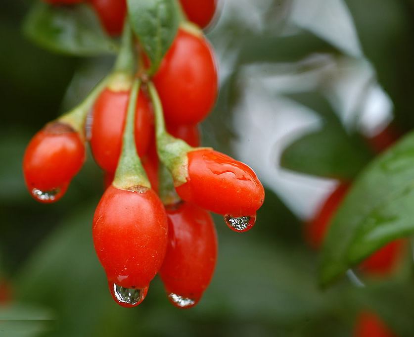 枸杞泡酒的功效有着意想不到的作用
