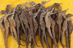 补肾健体 海马的功效与作用及禁忌介绍