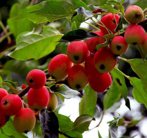 生津止渴 海棠果的功效与作用及好处介绍