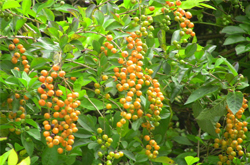 清热解毒 连翘的功效与作用及禁忌介绍