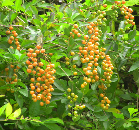 清热解毒 连翘的功效与作用及禁忌介绍