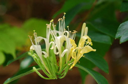 清热解毒 金银花的功效与作用及副作用介绍