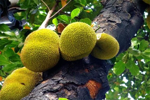 菠萝蜜的营养价值 菠萝蜜有什么药理作用