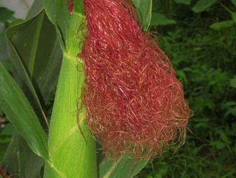 惊！你不知道的玉米须的功效与作用