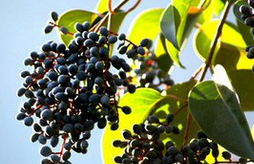 女贞子的功效与作用及其药理作用