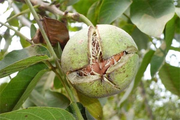 核桃皮的功效与作用 核桃皮能治疗什么