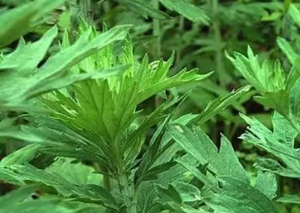 陈艾的功效与作用 有培补元气和温通经脉的作用