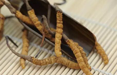 大补药材虫草的吃法及其功效