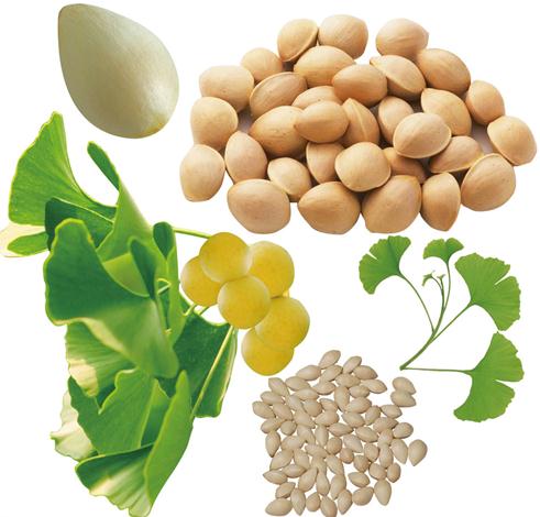 白果的功效与作用 可治疗肺结核