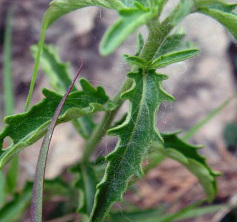 舒筋活络 透骨草的功效与作用及副作用介绍