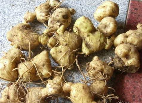 黄精的功效与作用  9种常见的作用