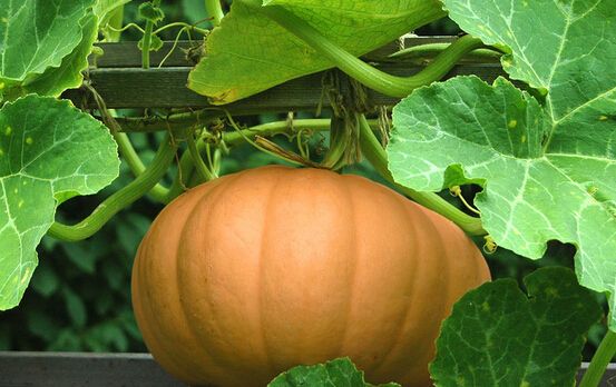 治疗咳嗽的偏方 这10种做法简单又高效