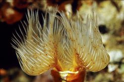 海参的家常做法，味道好不好就看它