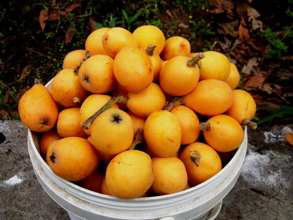 山枇杷详细介绍及山枇杷功能主治