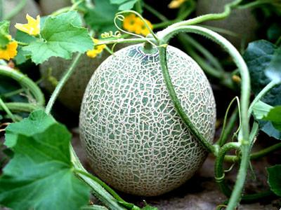 生活小百科告诉你，孕妇能吃哈密瓜吗