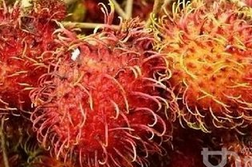 红毛丹的功效与作用 增强人体免疫力