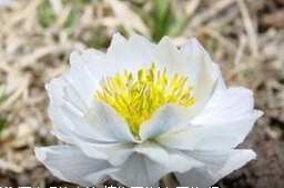 雪莲花泡酒的方法  学会了吗