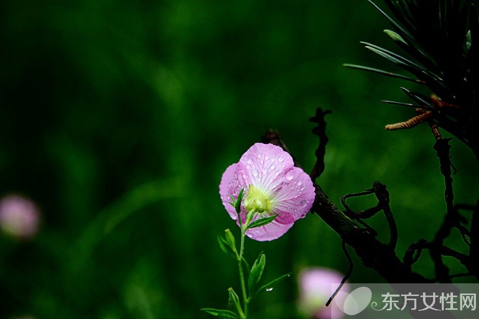 月见草油的功效 月见草泡水喝有什么禁忌