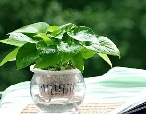 绿萝的功效与作用 可用于净化空气和装饰