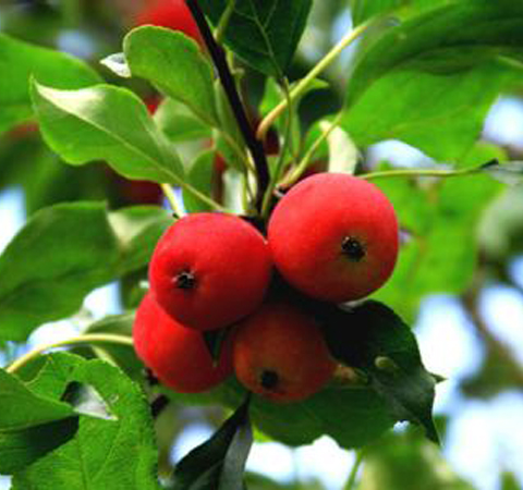 生津止渴 海棠果的功效与作用及好处介绍