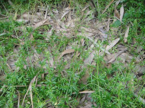 地龙草是什么及地龙草的功效介绍