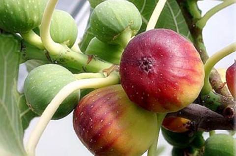 介绍无花果的功效与作用，食用方法等