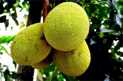 菠萝蜜的营养价值 菠萝蜜有什么药理作用