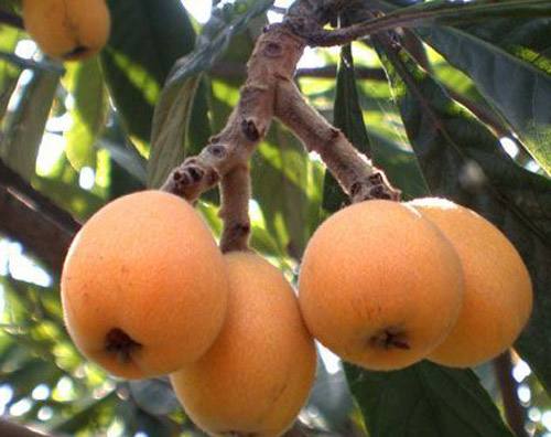 山枇杷详细介绍及山枇杷功能主治