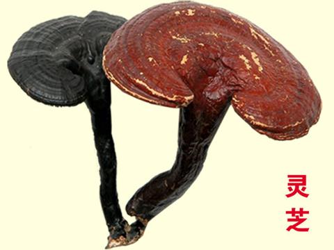 灵芝的功效与作用及服用灵芝的注意事项