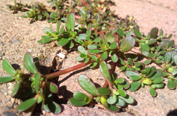 消除尘毒 马齿苋的功效与作用及附方介绍