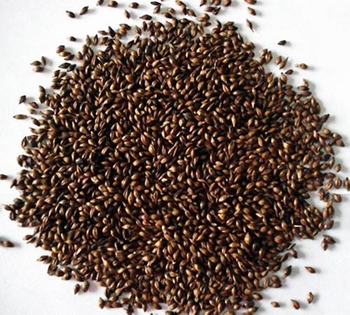 大麦茶怎么泡才能泡出一番茶韵