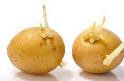 土豆发芽了还能吃吗  如何正确吃发芽的土豆