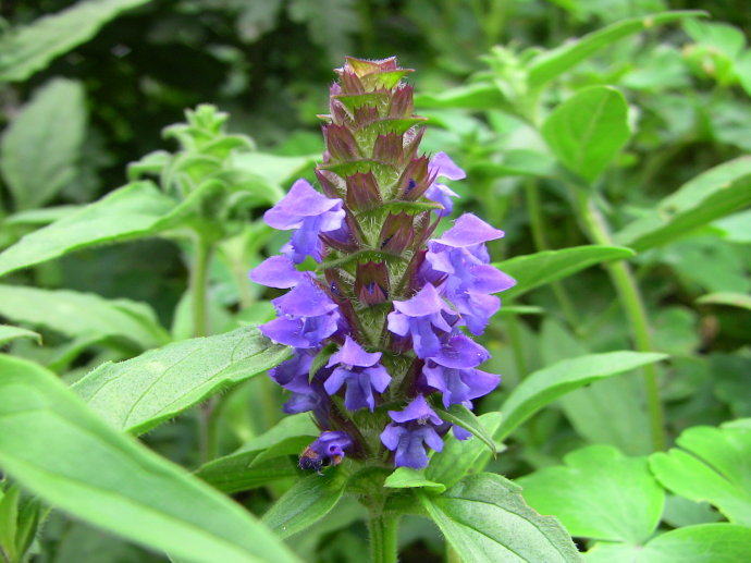 告诉你夏枯草的功效与作用有哪些
