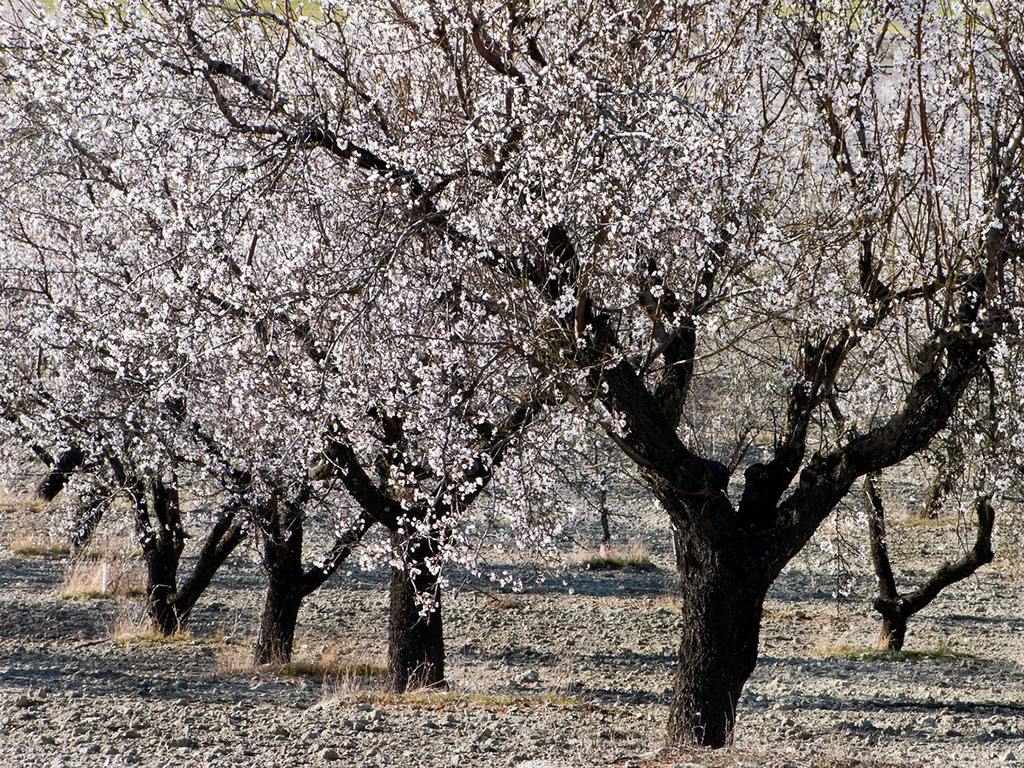 杏树皮 有着让你意想不到的功效