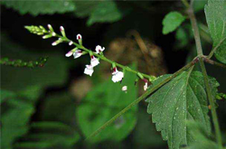 舒筋活络 透骨草的功效与作用及副作用介绍