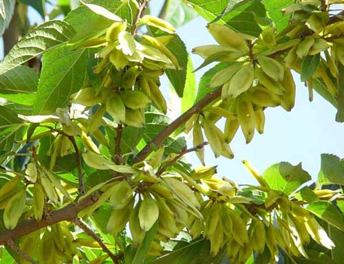 杜仲的作用与功效 具有补肝肾和强筋骨的效果