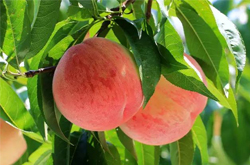 止渴润肠 看看吃桃子有什么好处